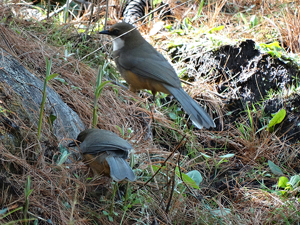 White-throated Laughingthrush
