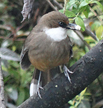 bird