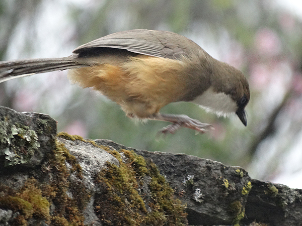 White-throated Laughingthrush