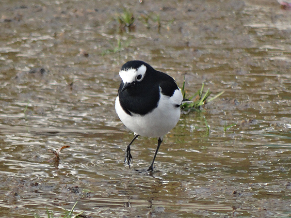 White Wagtail
