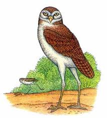 Cuban Giant Owl