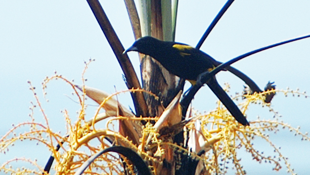 Cuban Oriole
