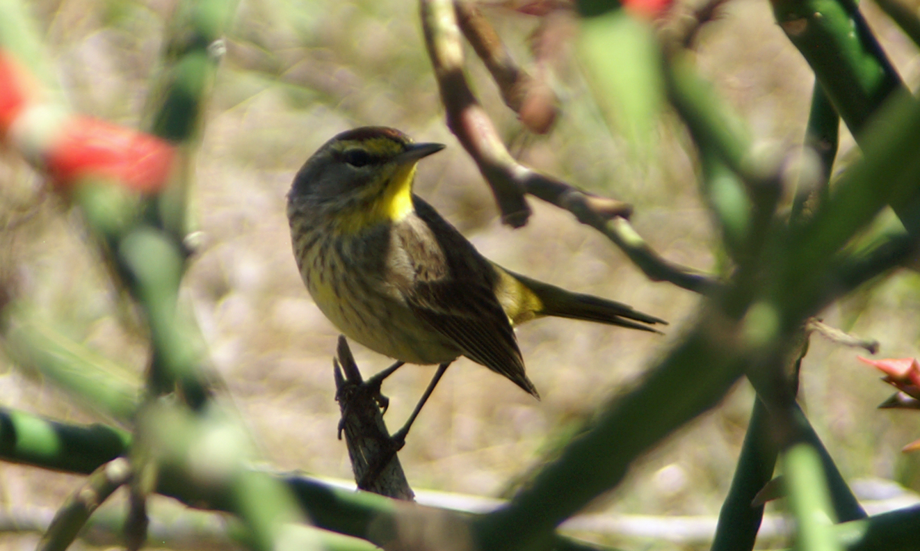 Palm Warbler