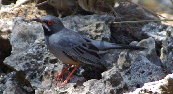 Red-legged Thrush
