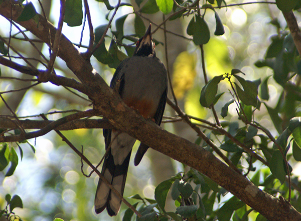 Red-legged Thrush
