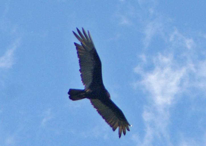 Turkey Vulture