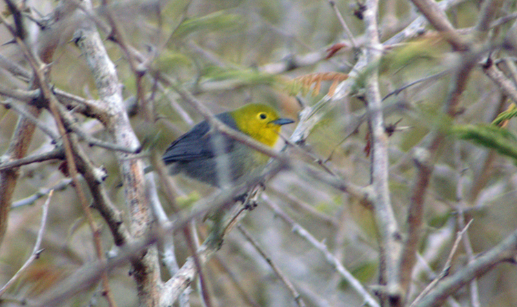 Yellow-headed Warbler