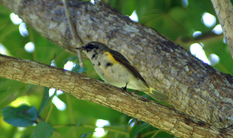 Yellow-rumped Warbler