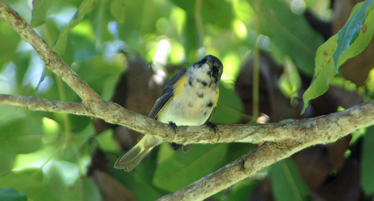Yellow-rumped Warbler