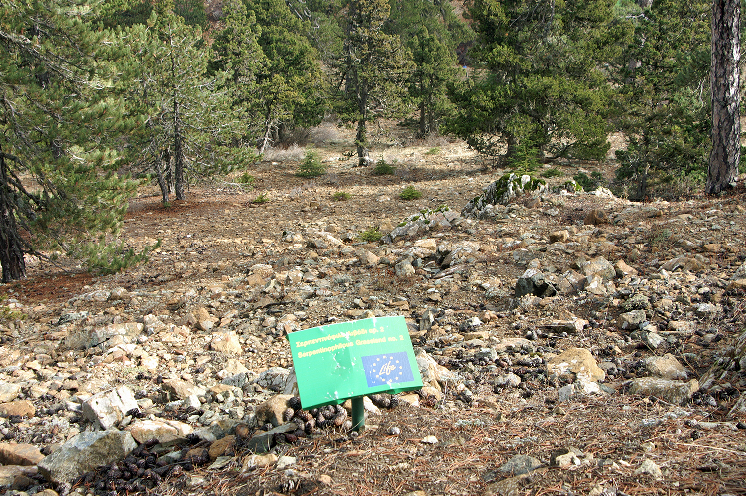 Serpentine Grassland