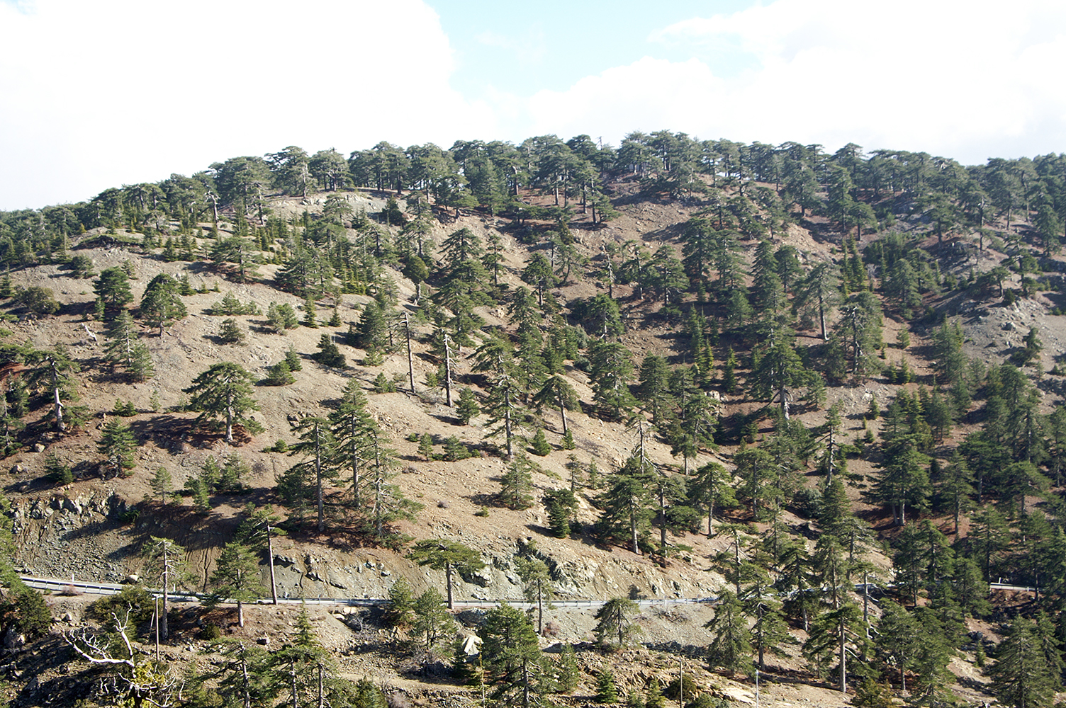 Barrens Landscape