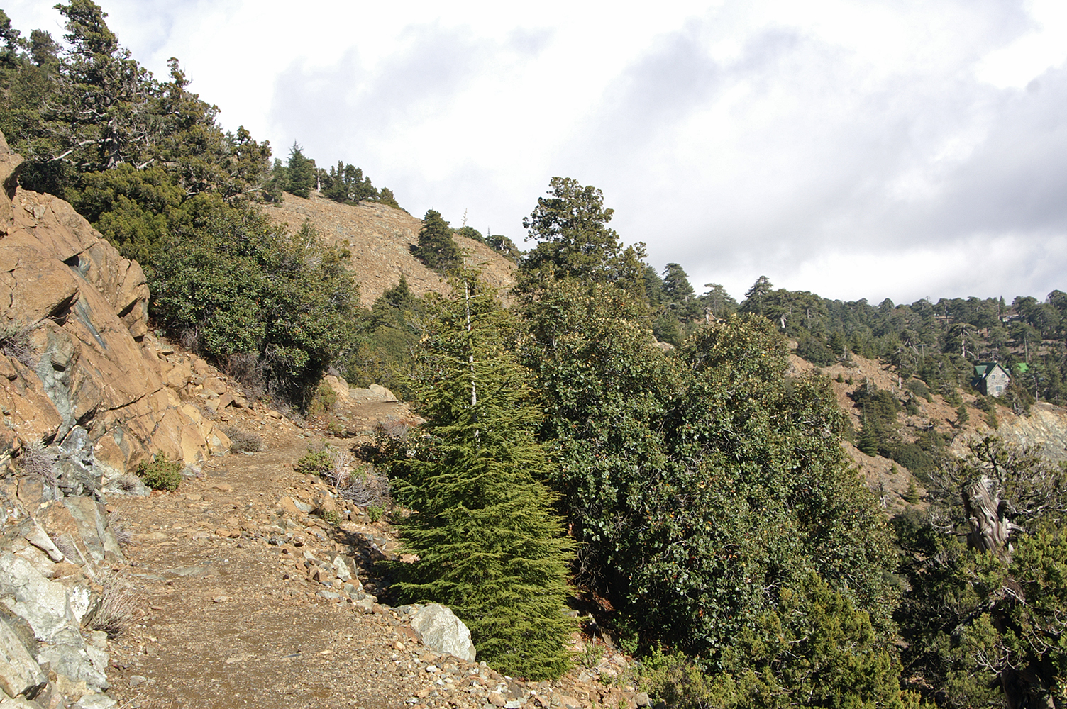 Barrens Landscape