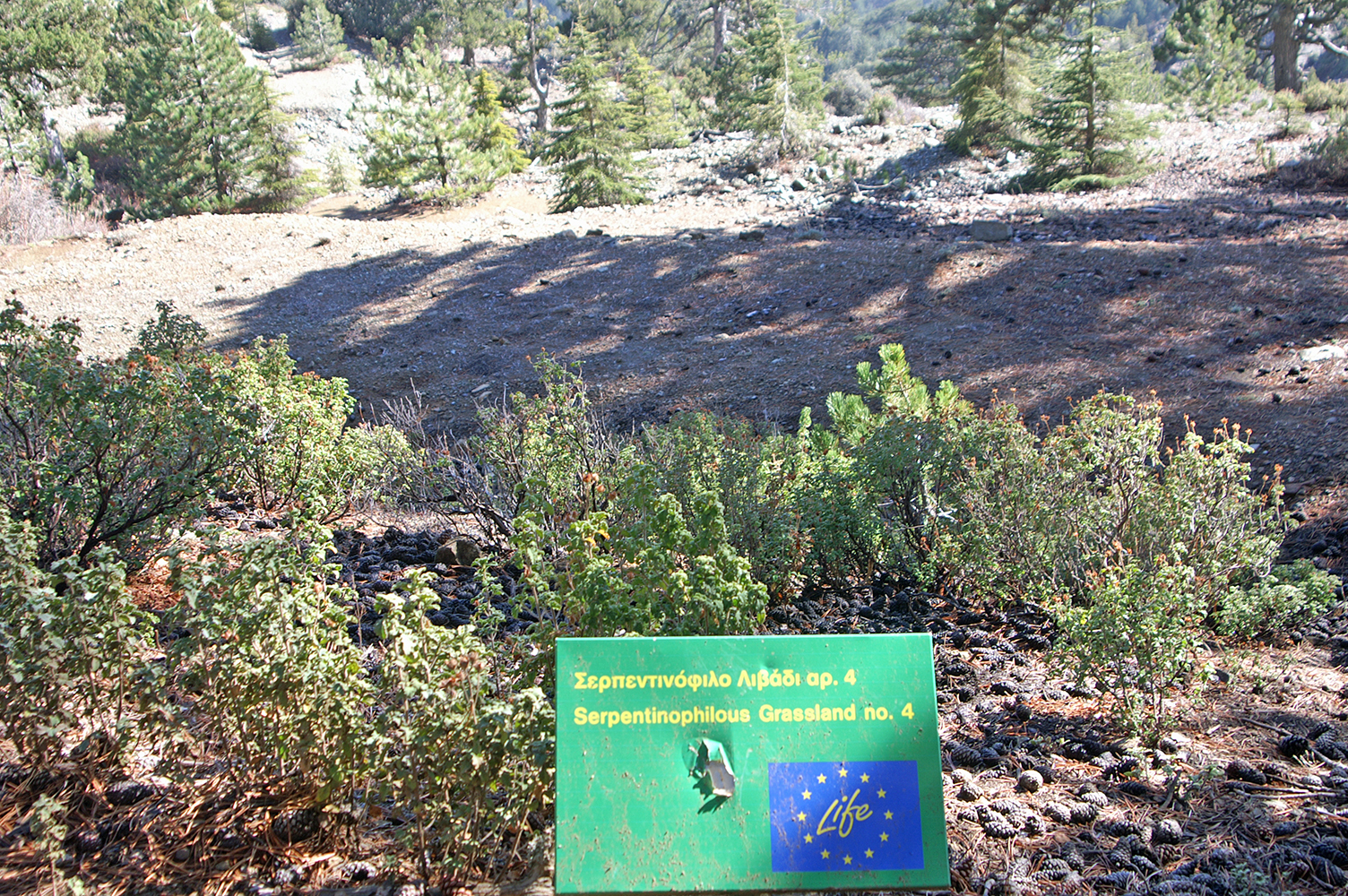 Serpentine Grassland