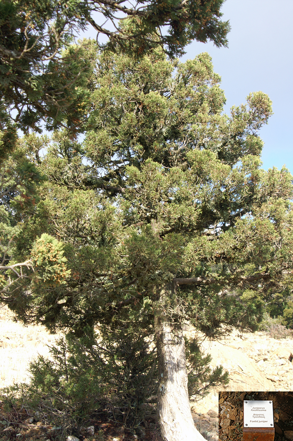 Foetid juniper