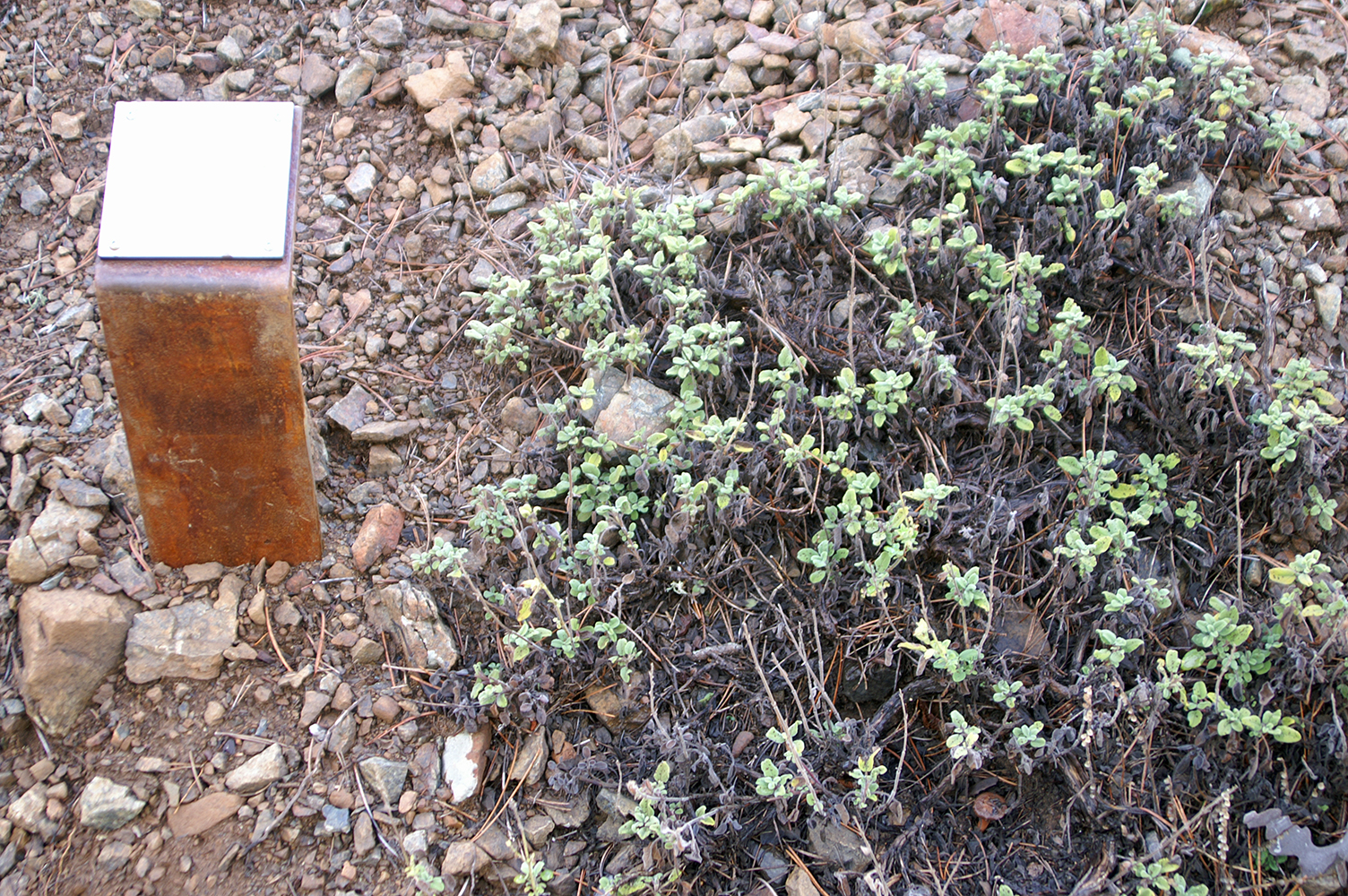 Endemic shrub