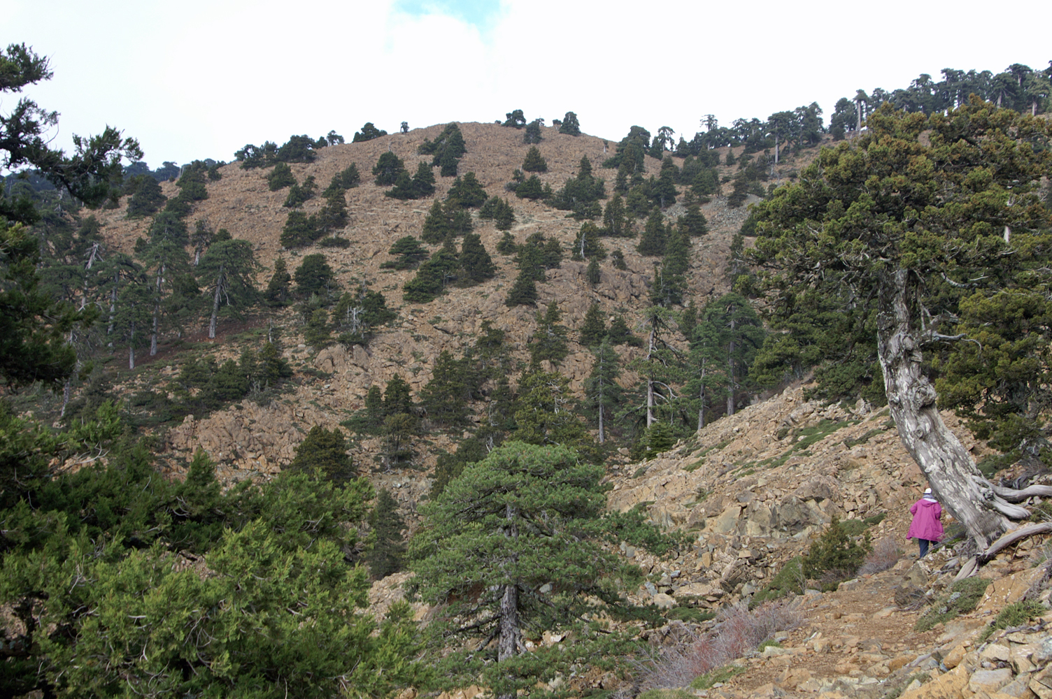 Barrens