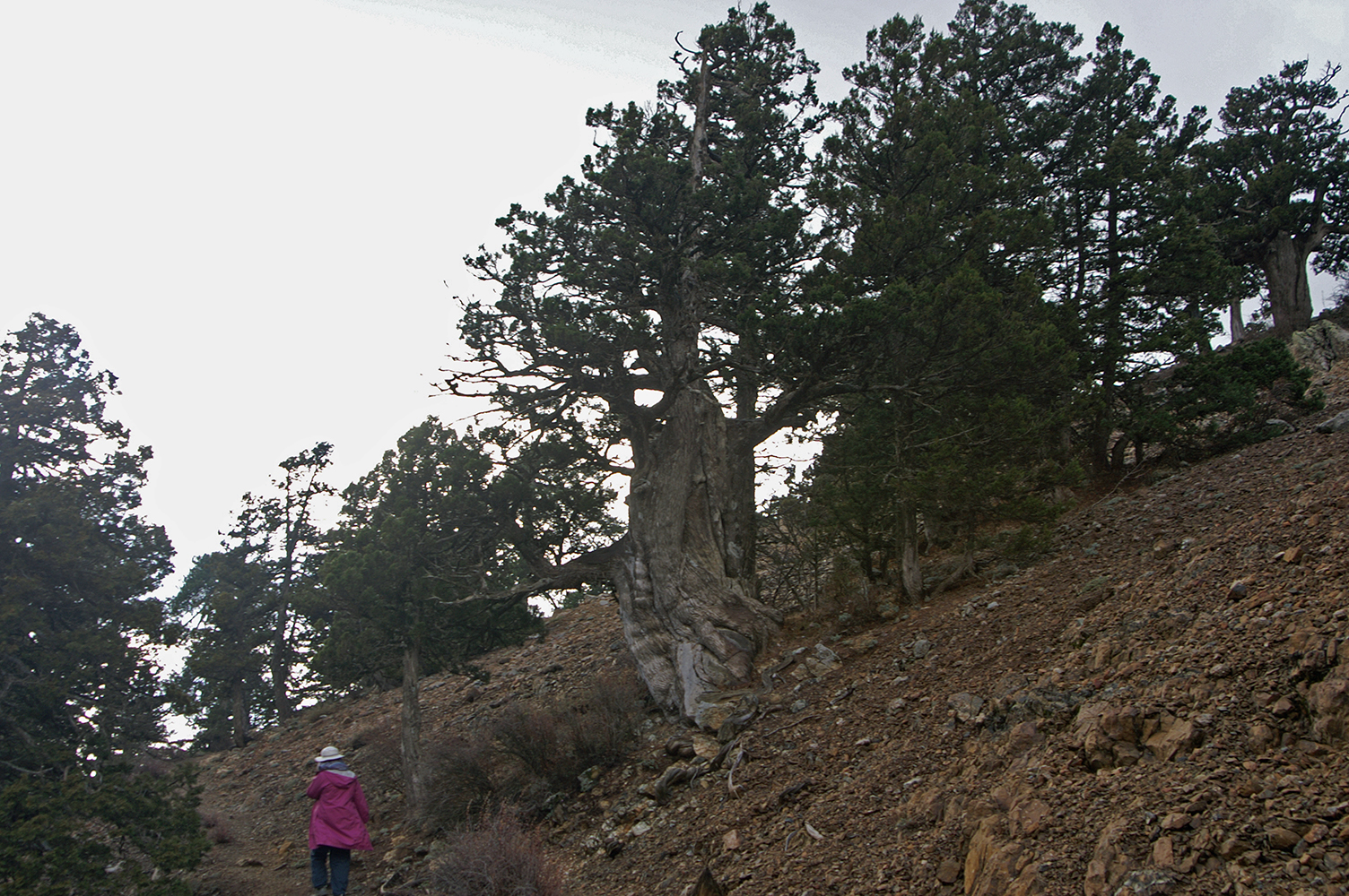 juniper
