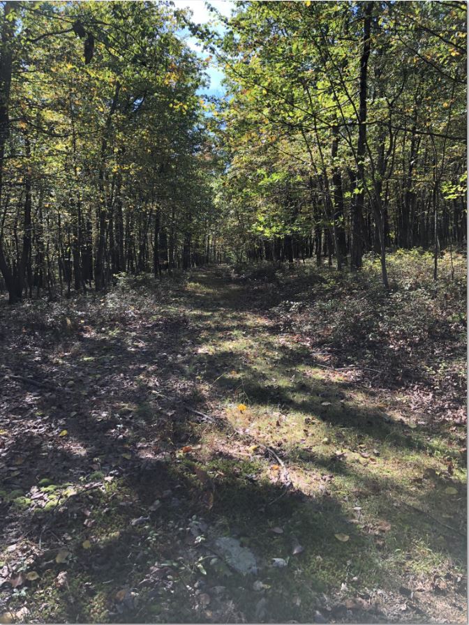 Chestnut Ridge haul road north trail