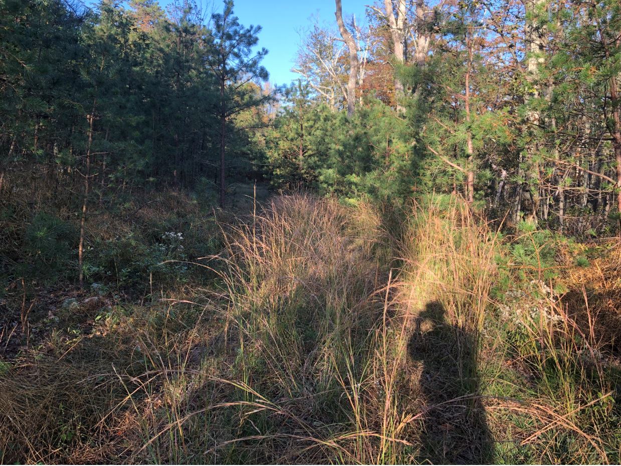 Dug Hill trail